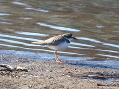 Charadrius placidus