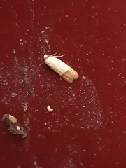 Tachystola stenoptera