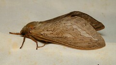 Abantiades labyrinthicus