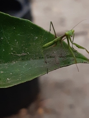 Pseudomantis albofimbriata