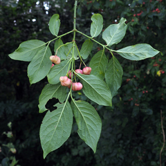 Euonymus europaeus