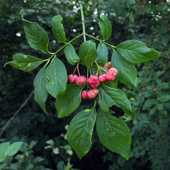 Euonymus europaeus