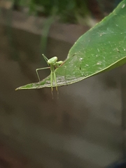 Pseudomantis albofimbriata