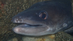 Conger verreauxi