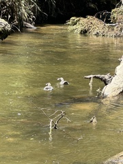 Hymenolaimus malacorhynchos