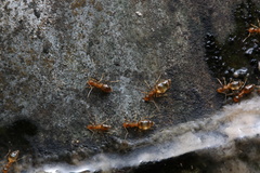 Prenolepis