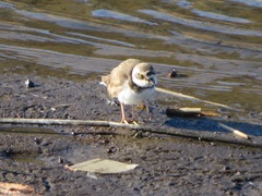 Charadrius dubius