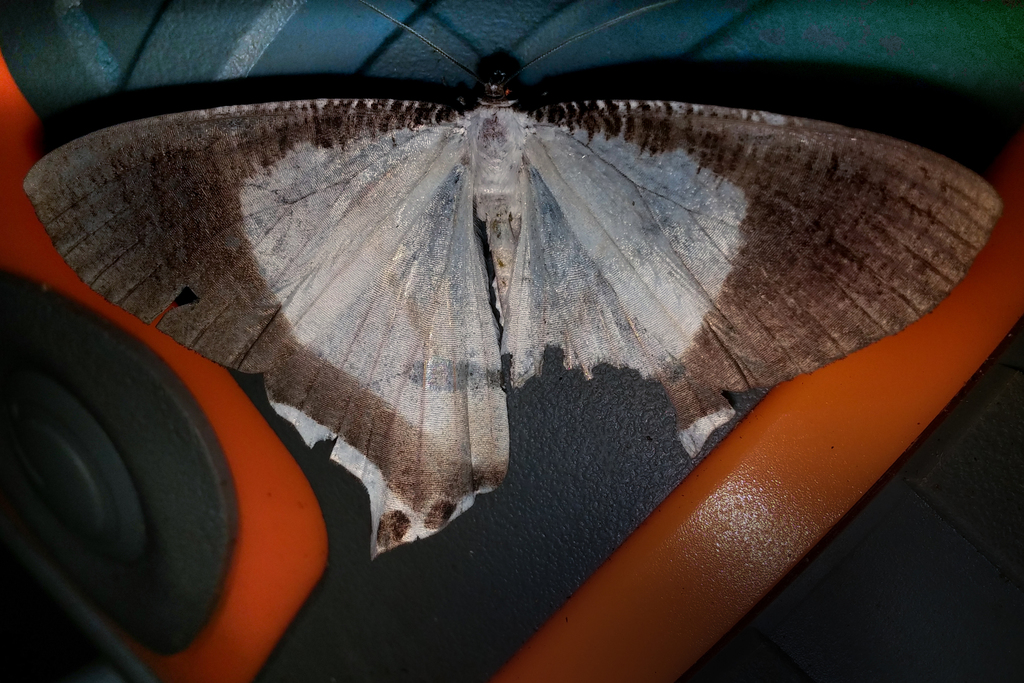 Cyphura multistrigaria