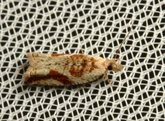 Epitymbia isoscelana
