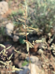 Eragrostis nindensis