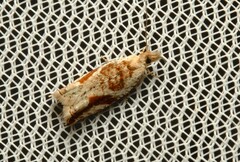 Epitymbia isoscelana