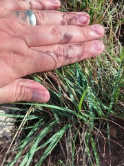 Eragrostis nindensis