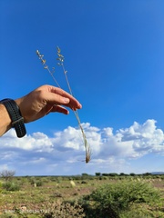 Eragrostis nindensis