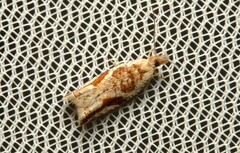 Epitymbia isoscelana