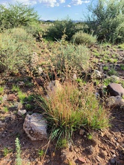 Eragrostis nindensis
