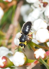 Hylaeus euxanthus