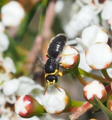 Hylaeus euxanthus