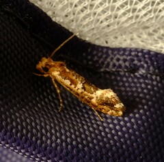 Moerarchis inconcisella