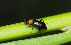 Lemidia