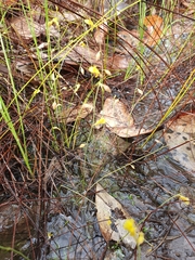Utricularia bifida