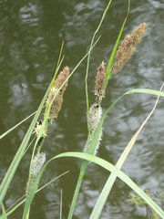 Carex riparia