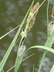 Carex riparia