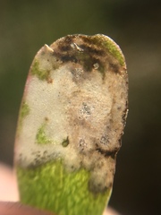 Hypurus bertrandi