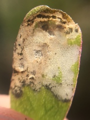 Hypurus bertrandi
