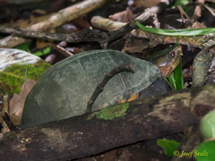 Kinosternon scorpioides