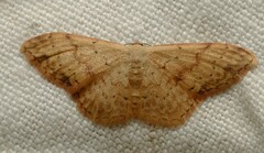Idaea halmaea