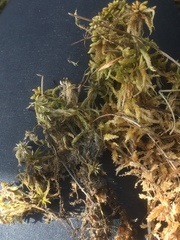 Sphagnum denticulatum