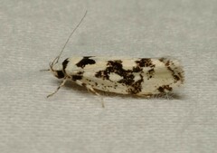 Lichenaula calligrapha