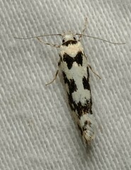 Lichenaula calligrapha