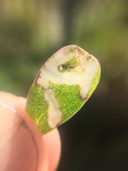 Hypurus bertrandi