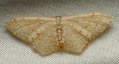 Idaea halmaea