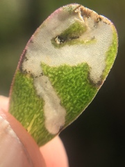 Hypurus bertrandi