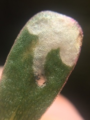 Hypurus bertrandi