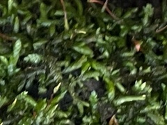 Entodon cladorrhizans