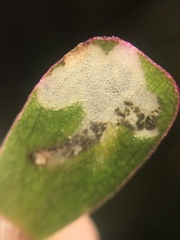 Hypurus bertrandi