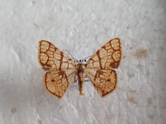 Heterostegane subtessellata