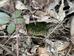 Entodon cladorrhizans