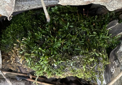 Entodon cladorrhizans