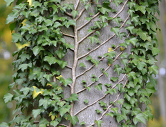 Hedera helix