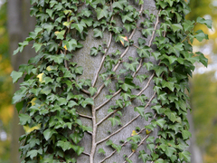 Hedera helix