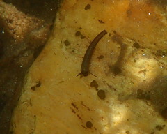 Conoesucidae
