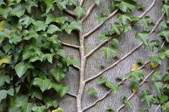 Hedera helix