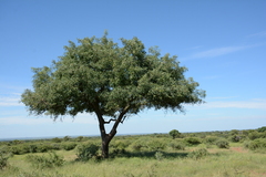 Sclerocarya birrea caffra