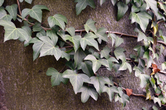 Hedera helix