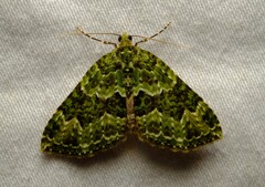 Austrocidaria erasta