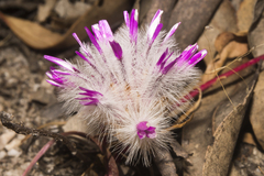 Ptilotus manglesii